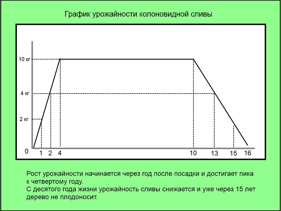 свойства колоновидного персика
