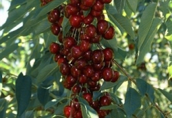 15657351_w640_h640_chereshnyakolonovidnaya