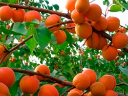 abricos