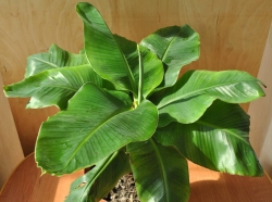 banan-kievsk-karlik-40-60-3