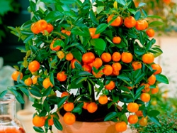 decor-plants5