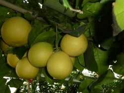 grejfrukt8