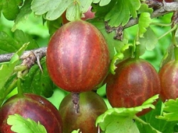 krijovnik