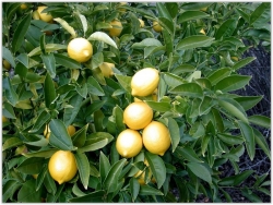 limon9