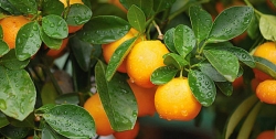mandarin_3