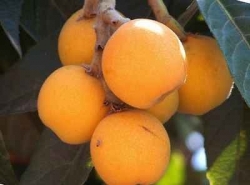 mushmula5