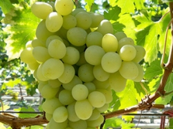 vinograd