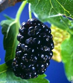 1331114034_shelkovica