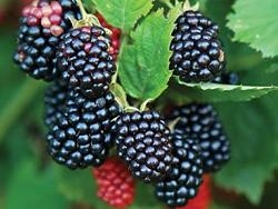 1367508115_posadka_i_uhod_za_besshipnoy_ezhevikoy