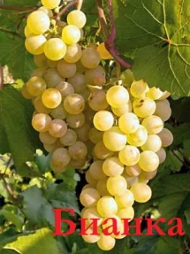 1407237387_vinograd-bianka
