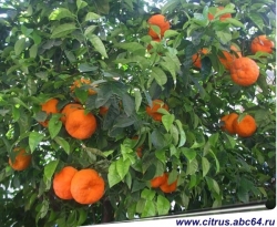 abkhazskij-mandarin
