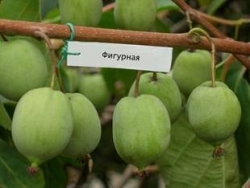 aktinidiya-figurnaya