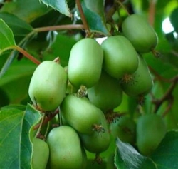 aktinidiya-lasunka-lakomka-kupit