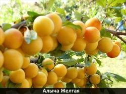 alycha-zheltaya