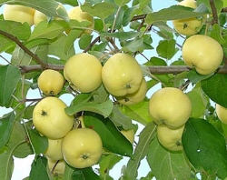 antonovka