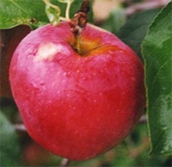 apple_molis-delishes