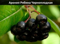 aronia-riabina-chernoplodnaia