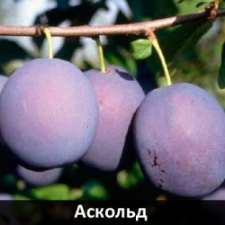 askold