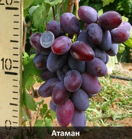 ataman