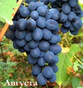avgusta