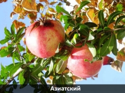 aziatskiy