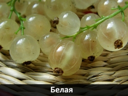 belaia
