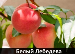 belyi-lebedeva