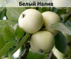 belyi-naliv