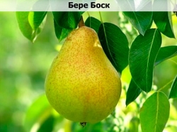 bere-bosk
