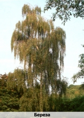 bereza