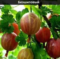 bezshipovy