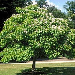 catalpa-bignonioides