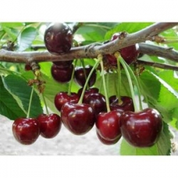 chereshnya-catalin-3_6