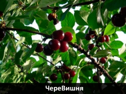 cherevishnia