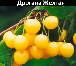 drogana-zheltaia