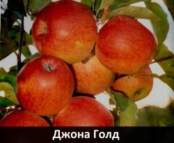 dzhona-gold