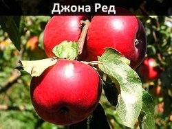 dzhona-red