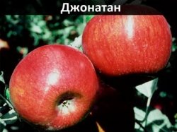 dzhonatan