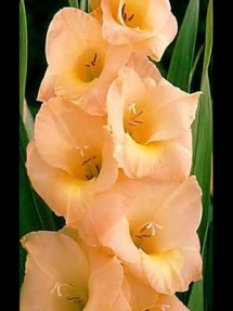 esta-bonita