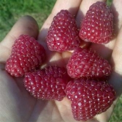foto-sorta-maliny-evraziya