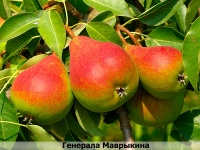 generala-mavrykina