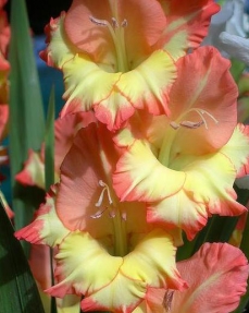 gladiolus-dandy