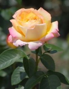 gloriya