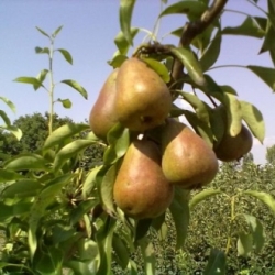 grusha-sapfira