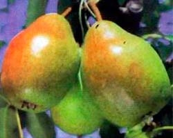 grusha-viktoria-1