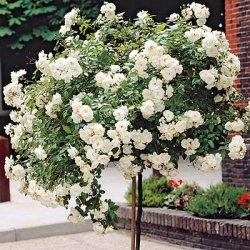 iceberg-rose-tree-white-dg