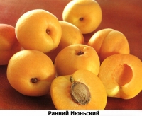 iiunskiy-ranniy