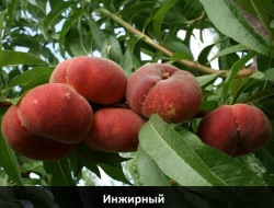 inzhirny