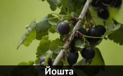 ioshta