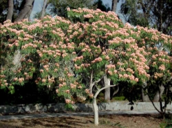 japanese_garden_plant_20